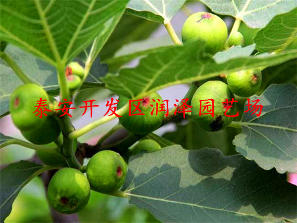 博尔塔拉紫陶芬无花果苗、波姬红无花果苗种植技术