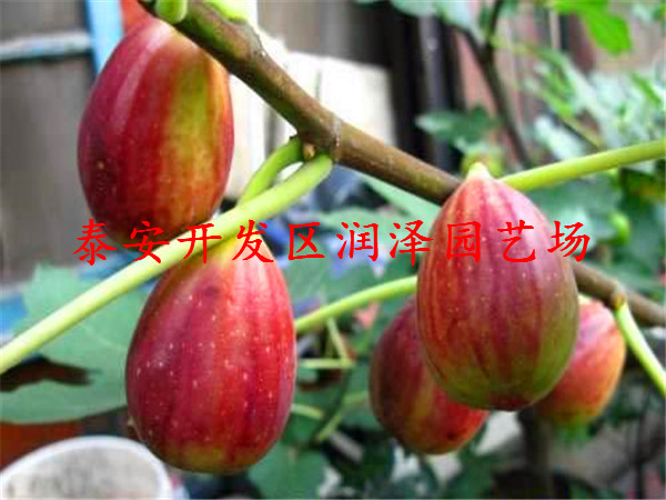 博尔塔拉紫陶芬无花果苗、波姬红无花果苗种植技术