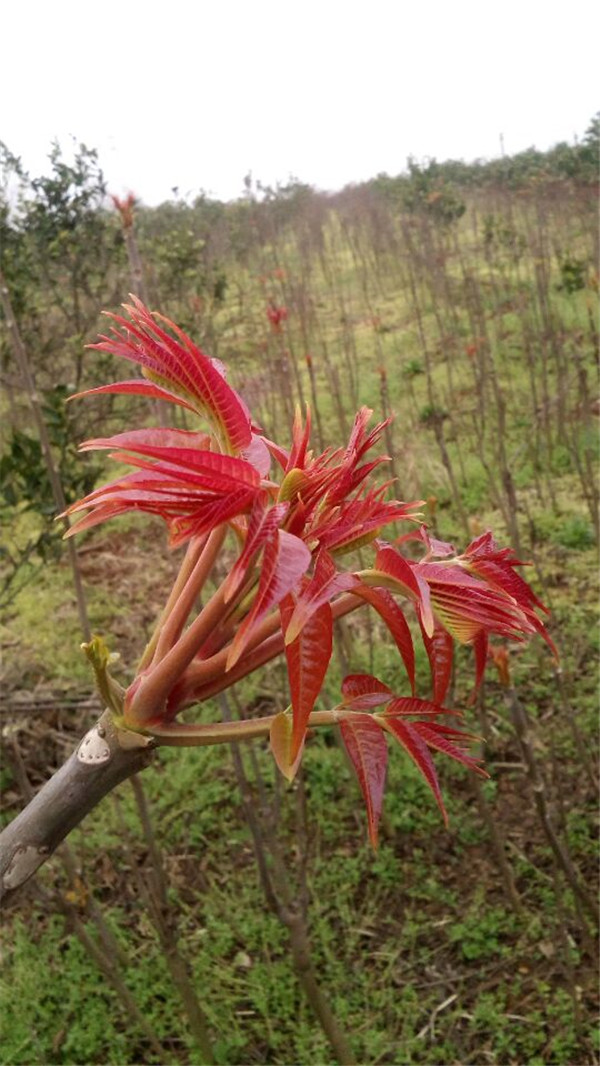 甘肅蘭香椿苗種植技術(shù)