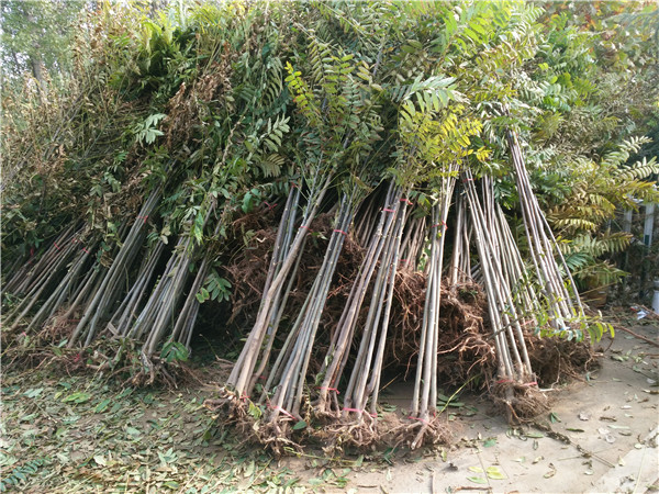 河南漯河紅香椿苗種植基地