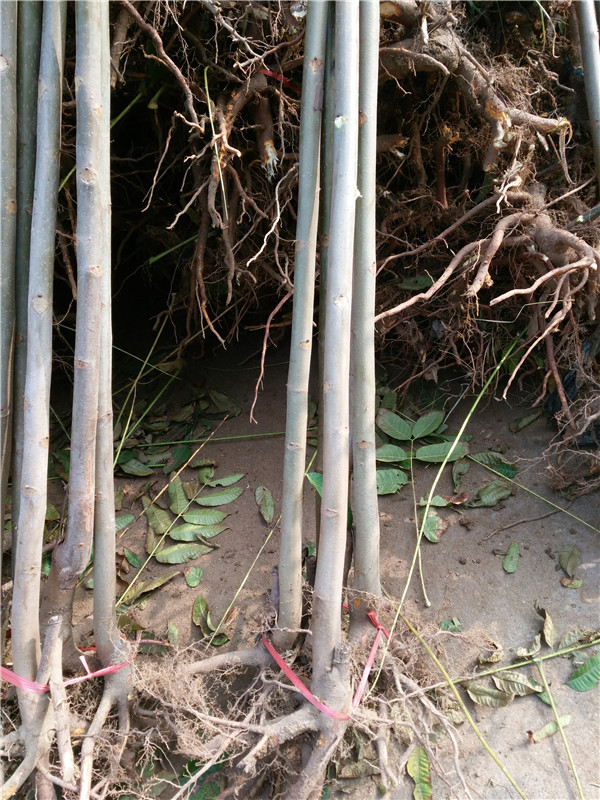 河南漯河紅香椿苗種植基地