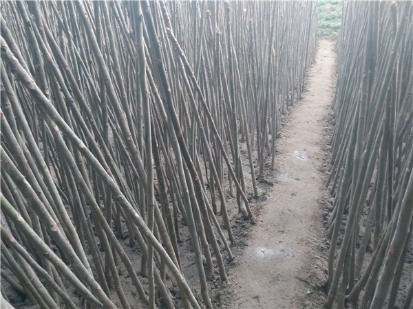 甘肅蘭1米高香椿苗實(shí)地考察