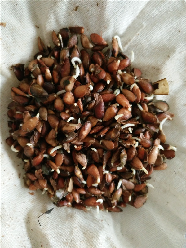 重慶銅梁大棚香椿苗價(jià)格