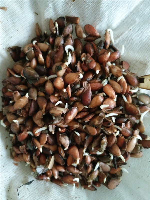 天津薊0.8公分香椿苗批發(fā)
