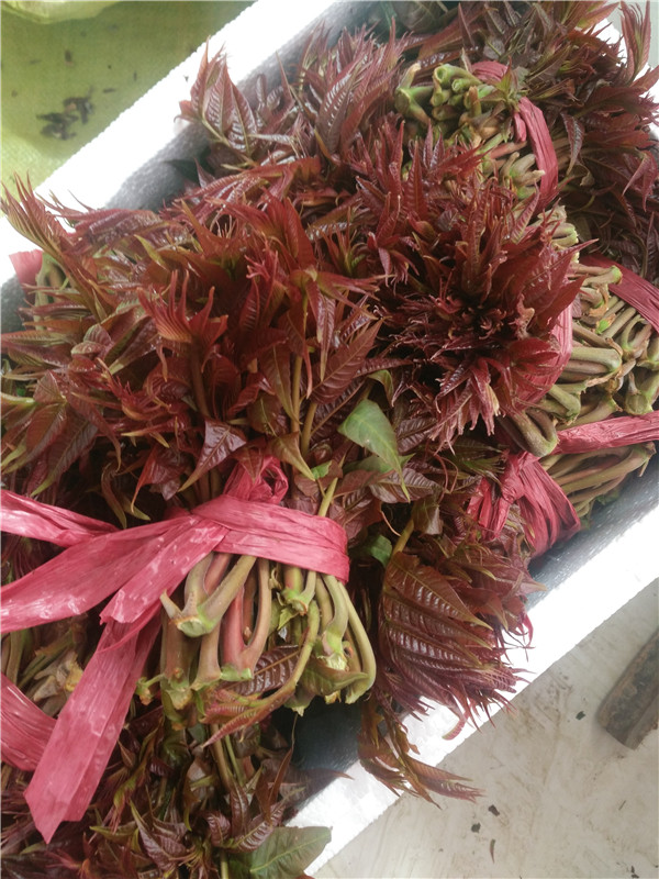 河北秦皇島四季香椿苗生產(chǎn)廠家