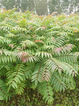 河南漯河紅油香椿苗栽植方法