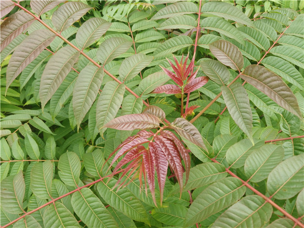 北京通紅香椿苗栽植