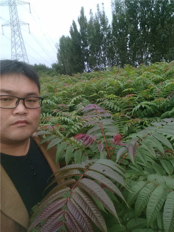 浙江臺(tái)大棚矮化香椿苗格