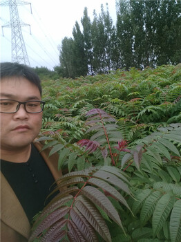 甘肅蘭2公分香椿苗真實價格