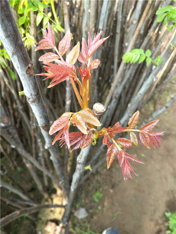 河南漯河紅油香椿苗哪里買