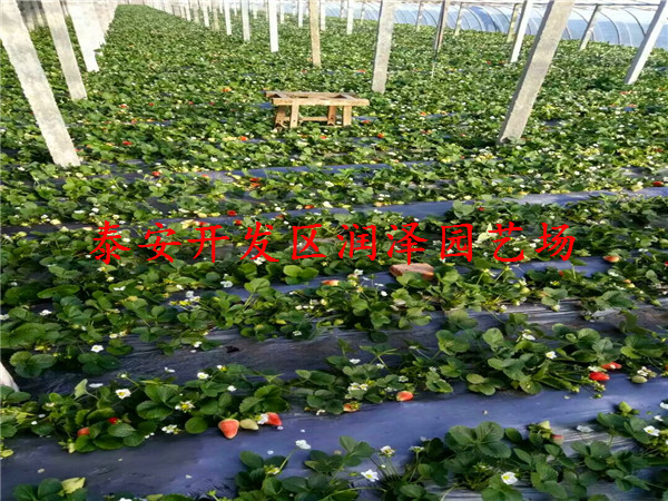 北碚达赛草莓苗、草莓苗图片价格