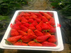 云浮红颜草莓苗、组培草莓苗哪里质量好