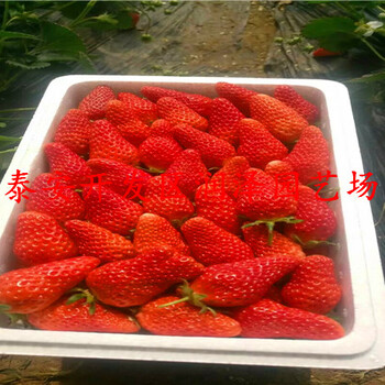 南通红颜草莓苗、奶油草莓苗厂家供应
