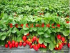 怒江日本99草莓苗、草莓苗图片厂家供应