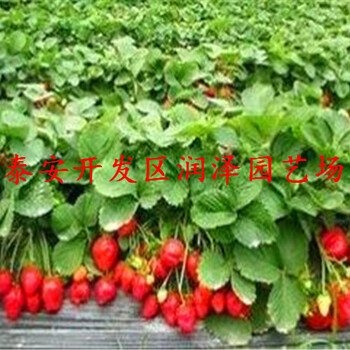 承德妙香7号草莓苗、佐贺清香草莓苗市场报价