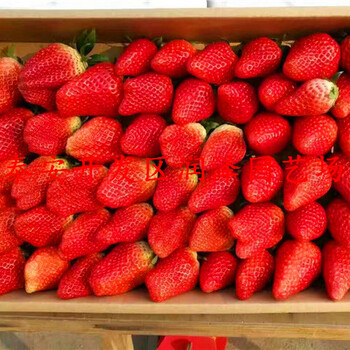 武汉日本99草莓苗、丰香草莓苗指导报价
