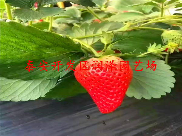 清远章姬草莓苗、法兰地草莓苗哪家好