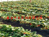 黄冈公主草莓苗、盆栽草莓苗招商