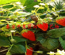 抚州妙香7号草莓苗、桃熏草莓苗销售图片