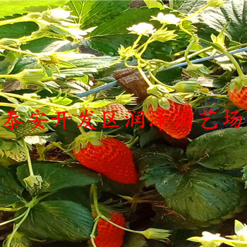 海东四季草莓苗、甜宝草莓苗供应