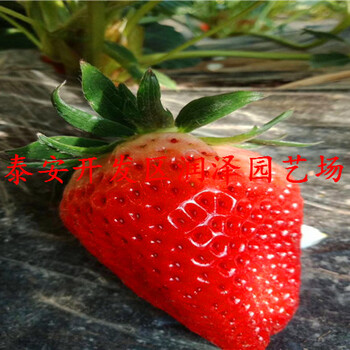 江津日本99草莓苗、太空2008草莓苗销售