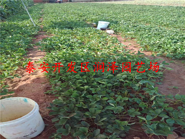 海东四季草莓苗、甜宝草莓苗供应