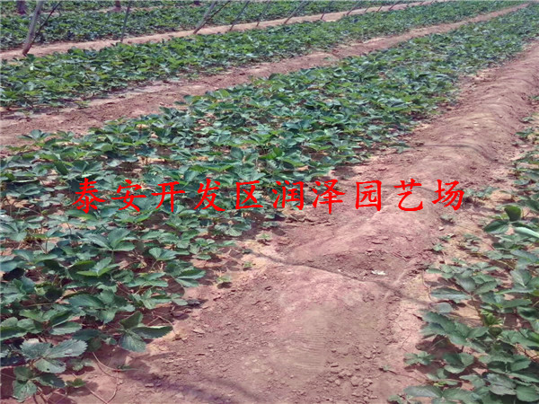 江津99草莓苗、太空2008草莓苗销售