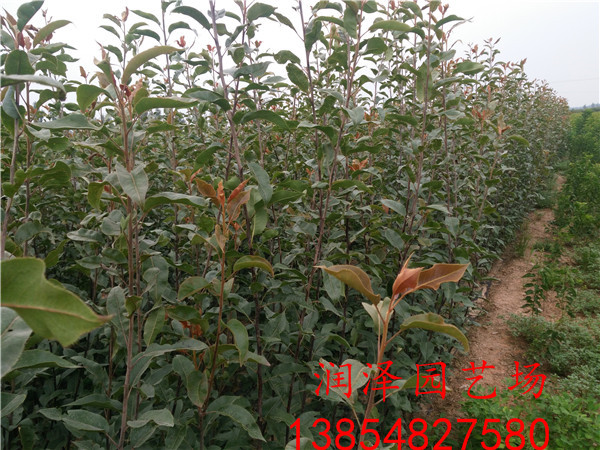 北京周边红梨树苗、红宝石梨树苗苗木价格