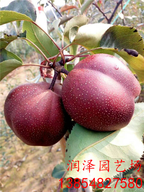 永州红宝石梨树苗、水晶梨树苗批发商