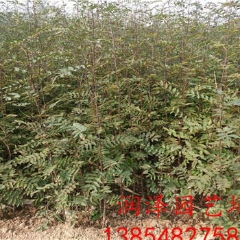 衢州無(wú)刺花椒苗、地栽花椒苗市場(chǎng)報(bào)價(jià)