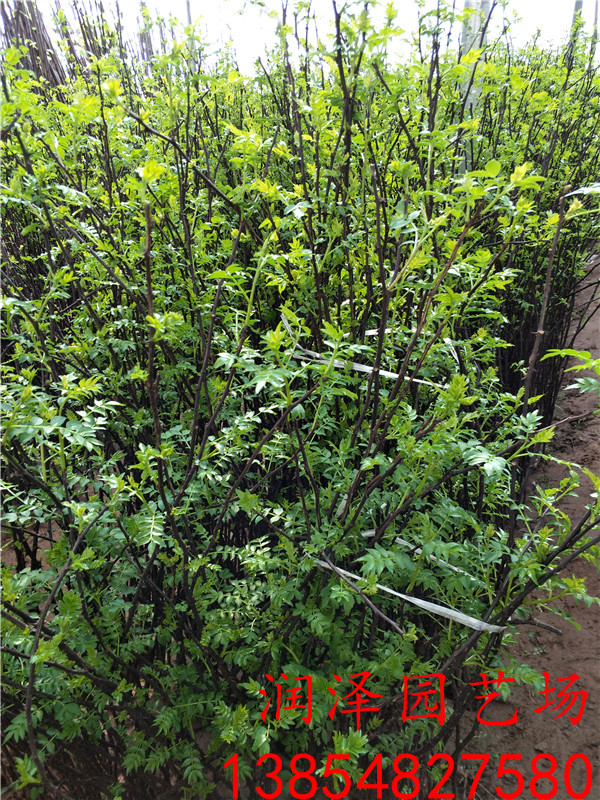 武夷山大红袍花椒苗、0.8厘米粗花椒苗供应商