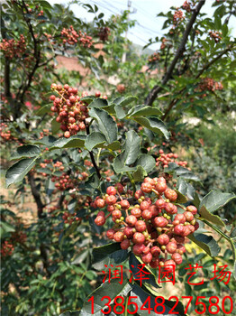 长治占地花椒苗、花椒树苗