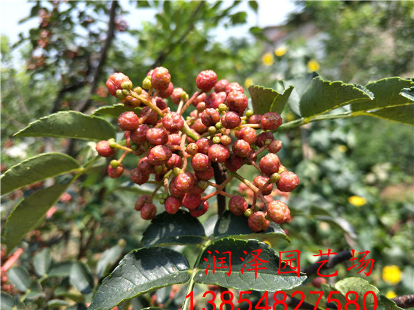 深圳1年花椒苗、花椒苗