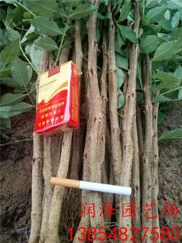 北京周边0.8厘米粗花椒苗、花椒苗门市价