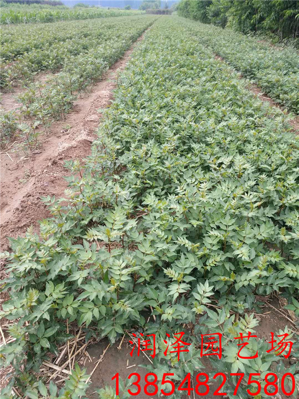 雅安2年花椒苗、1公分粗花椒苗品种图片