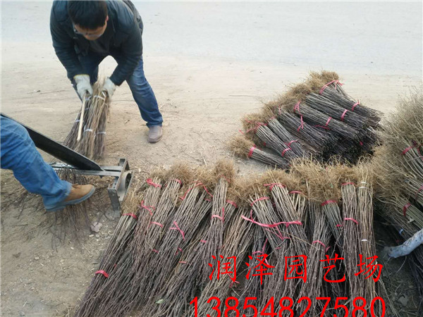 台州2年花椒苗、2年花椒苗育苗基地