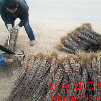 蚌埠1公分粗花椒苗、紅花椒苗量大優(yōu)惠