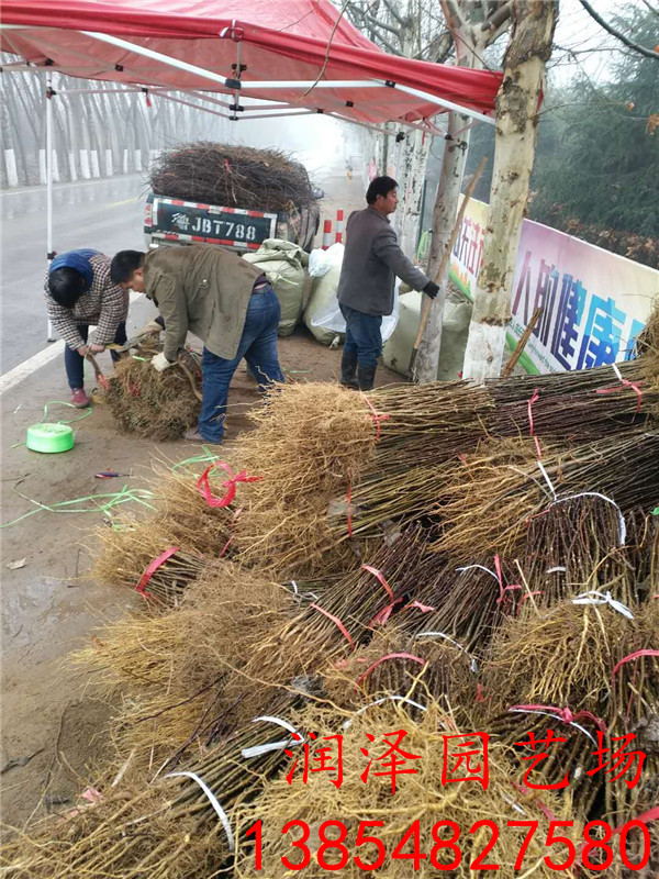 石嘴山青花椒苗、大红袍花椒苗哪里质量好