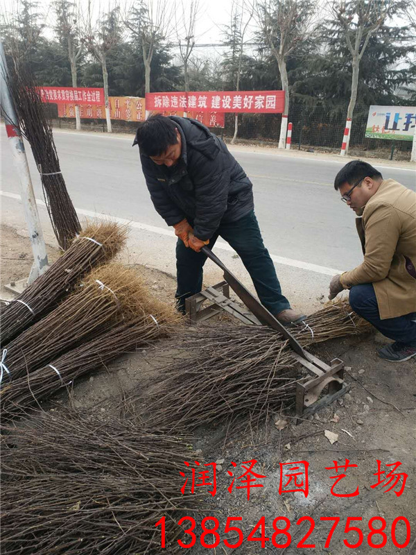 淮南红花椒苗、地栽花椒苗批发价	