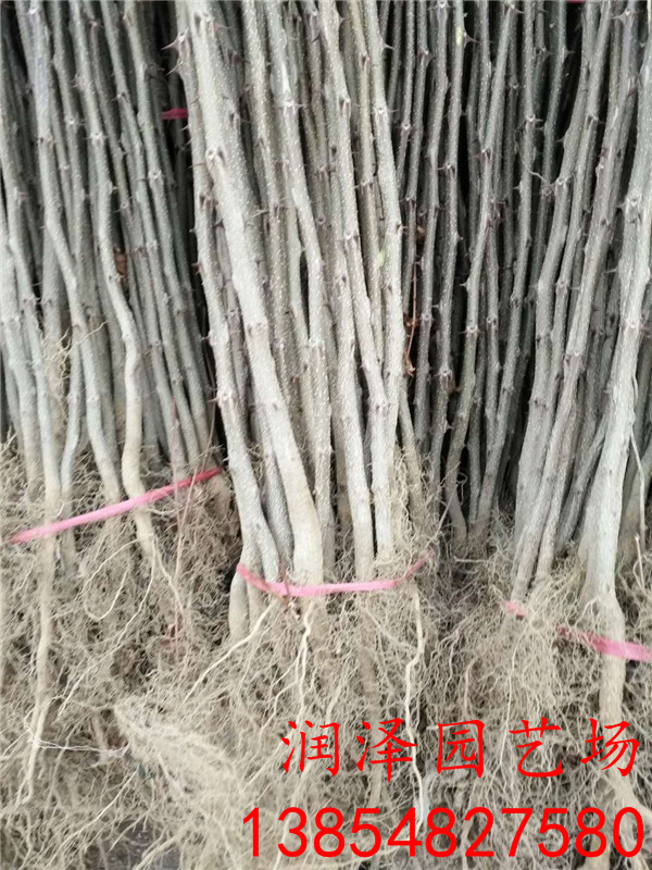 萍乡1公分粗花椒苗、无刺花椒苗新价格