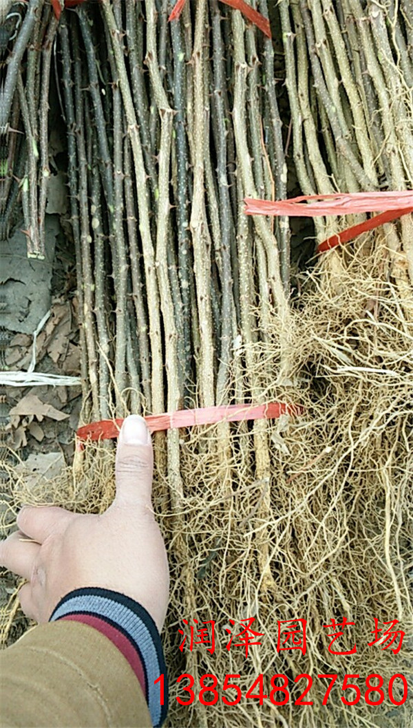 保山有花椒苗、花椒树苗出售