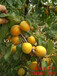 和平山杏树苗、1公分粗杏树苗育苗基地