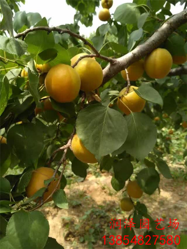 柳州新世纪杏树苗、2公分杏树苗行情价格