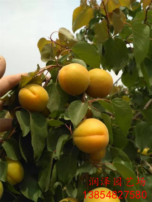 津南凯特杏树苗、1米高杏树苗多少钱一颗