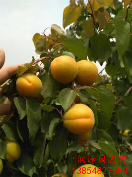 亳州2公分杏树苗、凯特杏树苗多少钱一颗