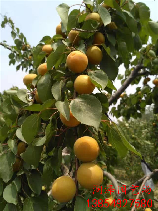 克拉玛依杏树苗、金太阳杏树苗种植基地