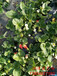 惠州奶油草莓苗、美13草莓苗施肥技术