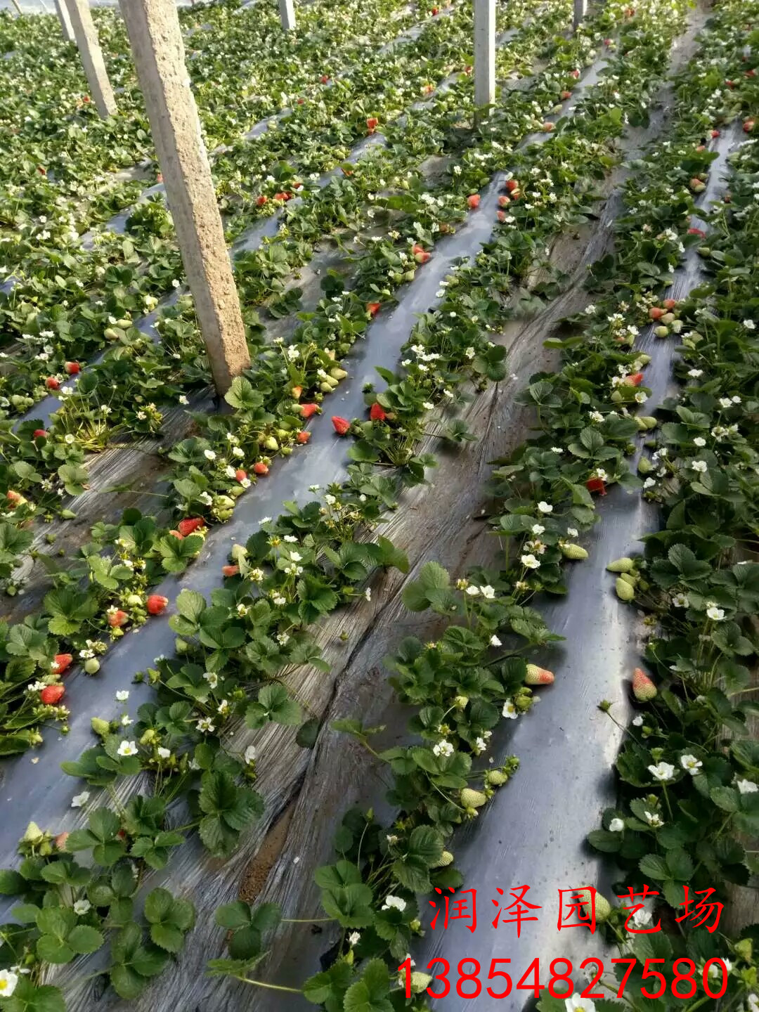 甘孜奶油草莓苗、组培草莓苗批发商