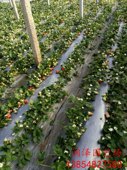 天津周边甜查理草莓苗、白雪公主草莓苗基地