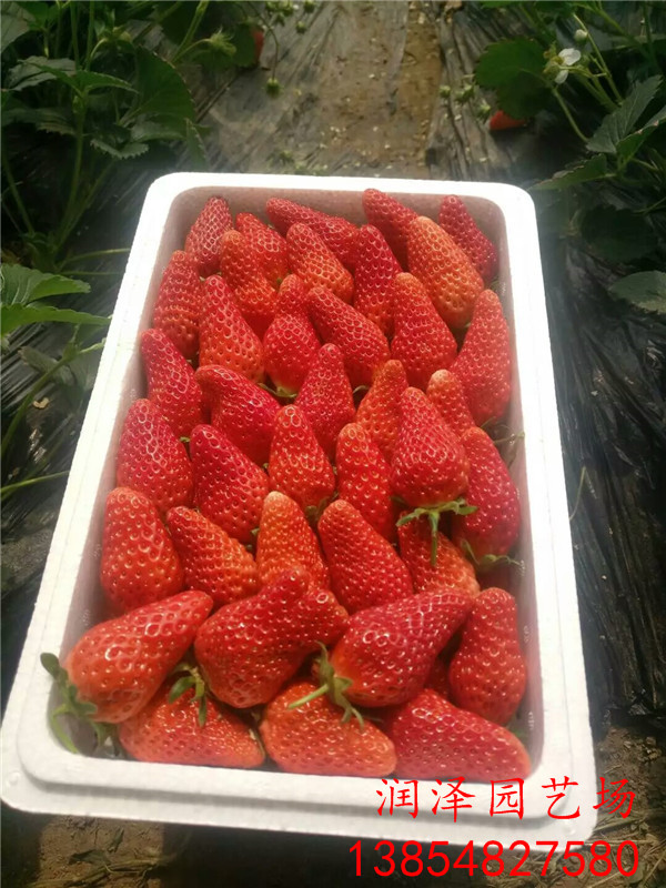 乐山日本99草莓苗、小白草莓苗信誉基地